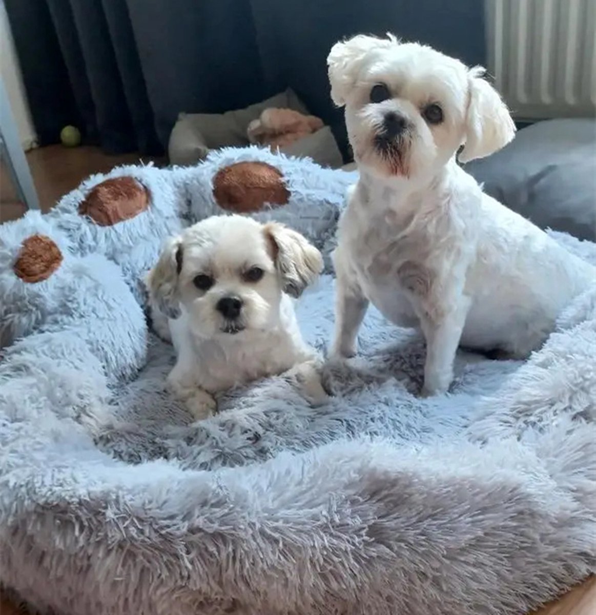 Tailfriends® hondenmand-hondenkussen voor honden-luxe Hondenbed berenklauw -Zachte Haren-grijs-90cm