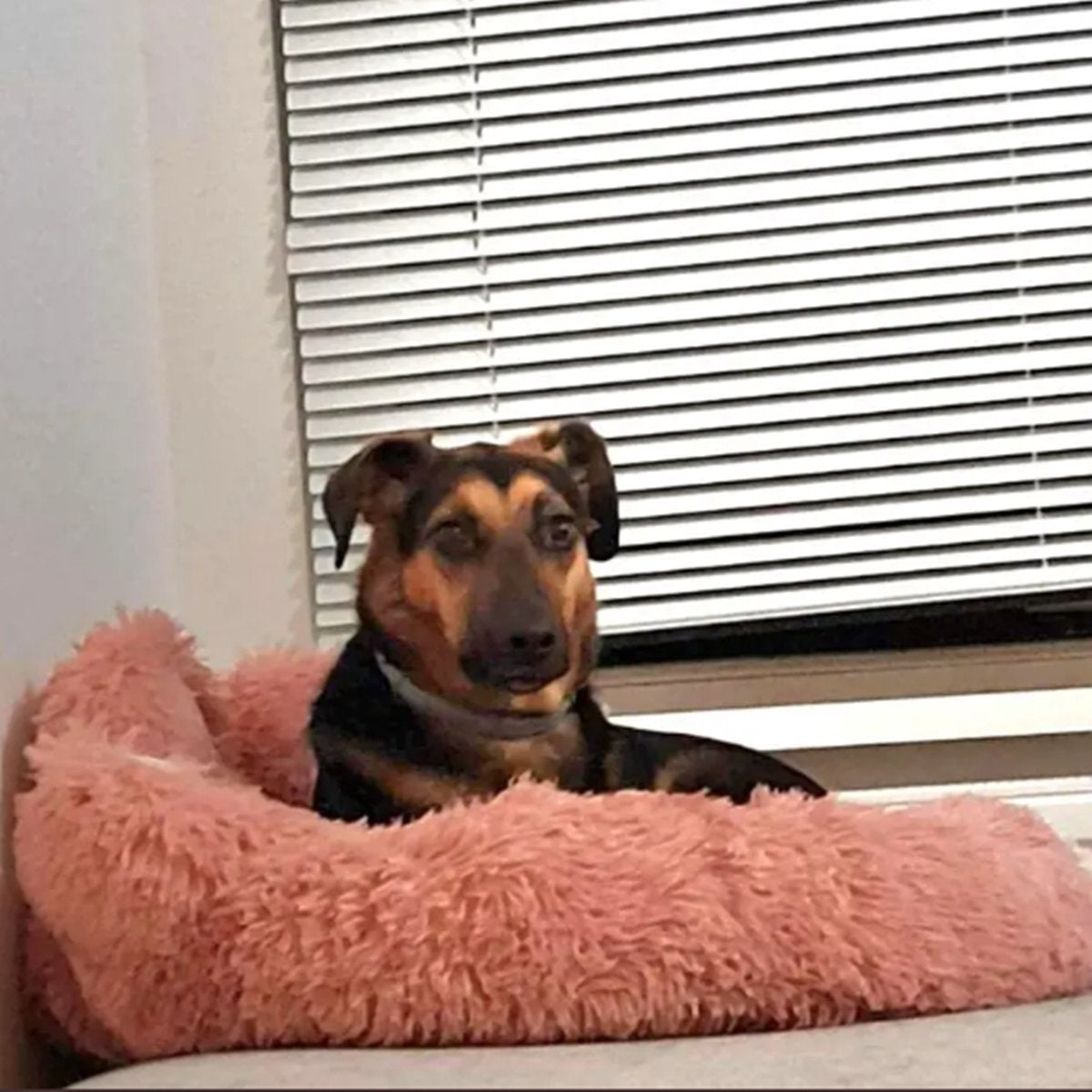 Tailfriends® hondenmand-hondenkussen voor honden-luxe Hondenbed berenklauw -Zachte Haren-roos-70cm