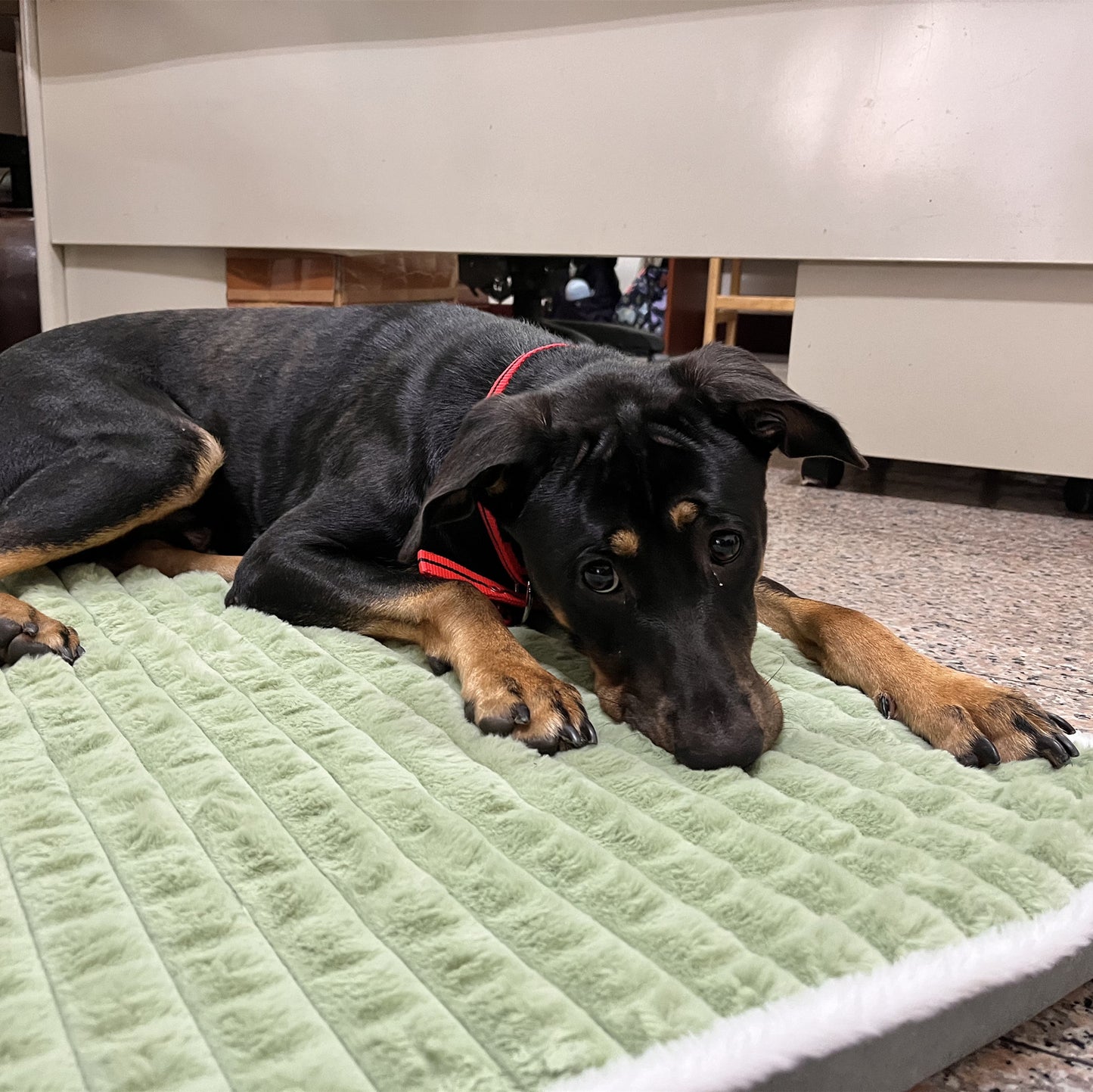 Tailfriends Orthopedisch hondenbed met kussen-Luxe Honden Mand & Bed-Benchkussen- Hondenkussen-wit/groen– L 60cm X 40cm